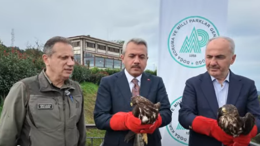 Yaralı Arı Şahinleri Tedavilerinin Ardından Doğaya Salındı