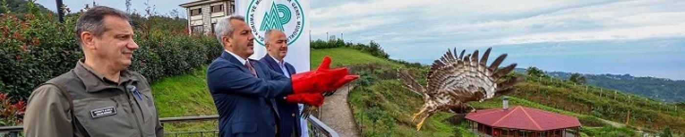 Rize Valisi Baydaş’ın Doğaya Saldığı Arı Şahininin Göç Yolculuğu Ürdün’e Ulaştı