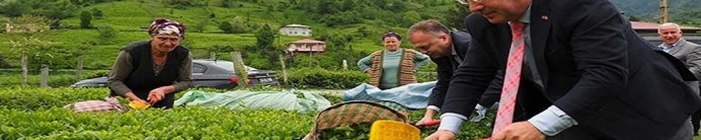 ÇAYKUR Birinci Sürgün Alımlarında: 259 Bin Ton Yaş Çay Aldı