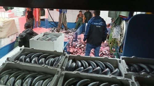 Rize Kıyılarında Palamut Bolluğu Balıkçıların Yüzünü Güldürdü