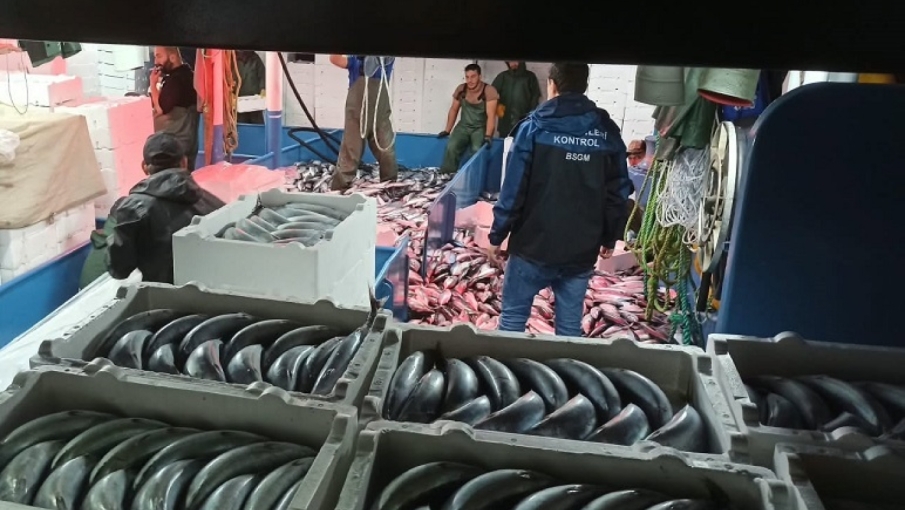 Rize Kıyılarında Palamut Bolluğu Balıkçıların Yüzünü Güldürdü